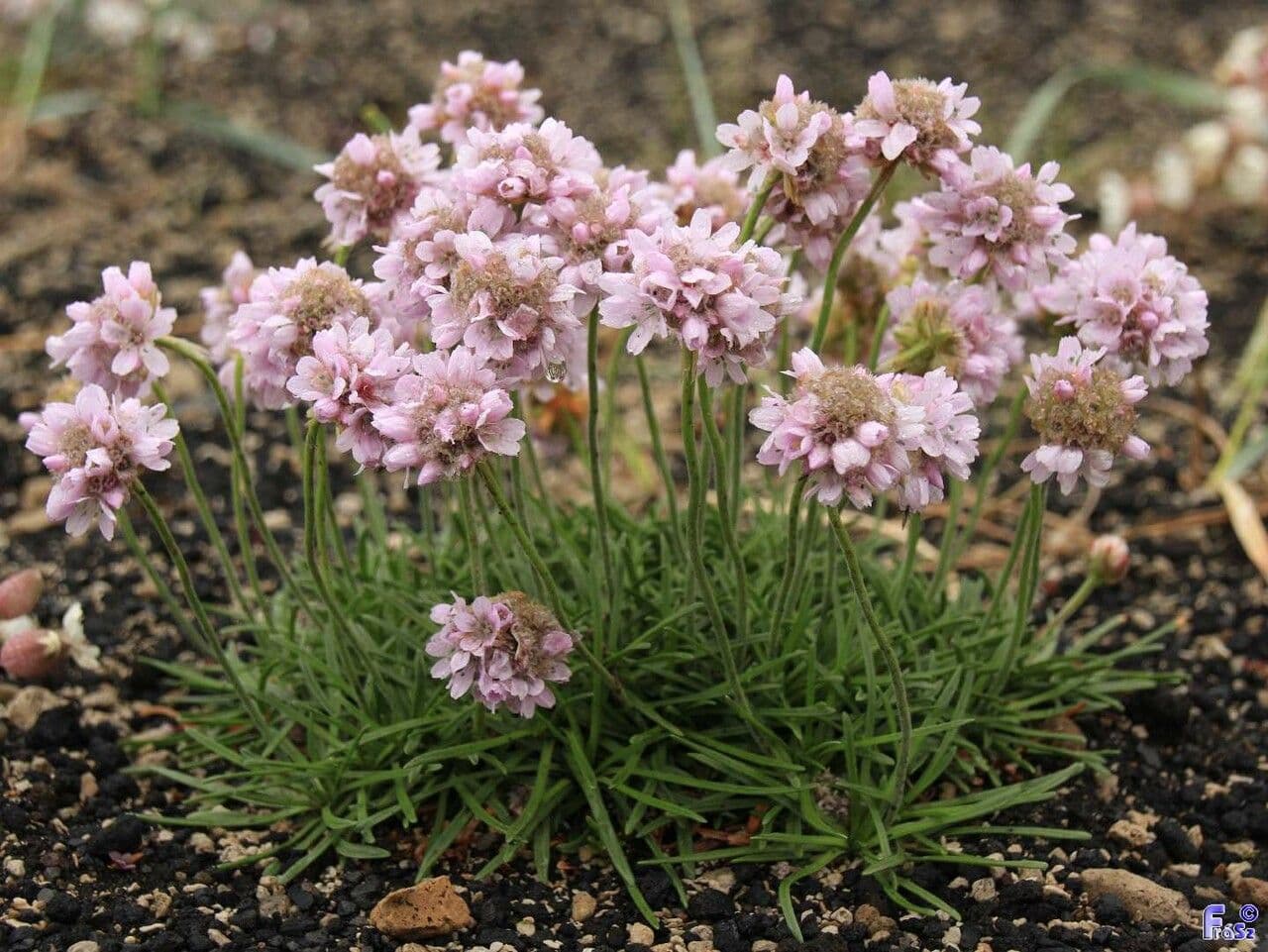 Armeria 9