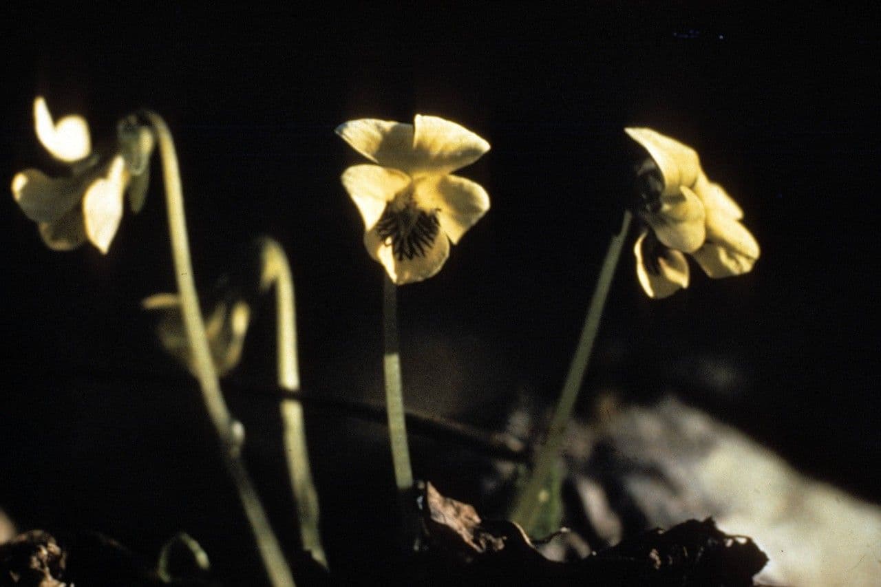 Viola 9