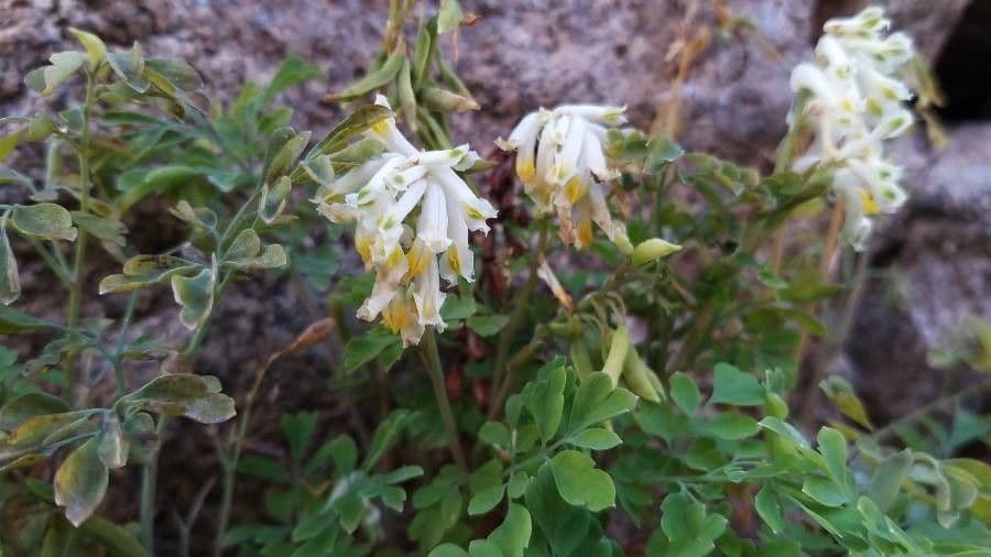 Corydalis blanca 6