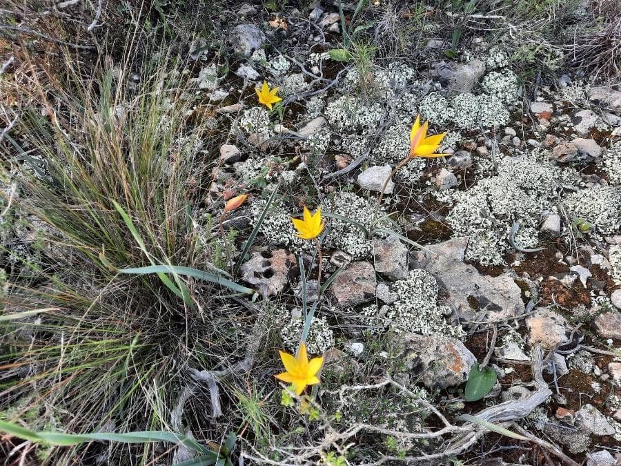 Tulipano selvatico 30