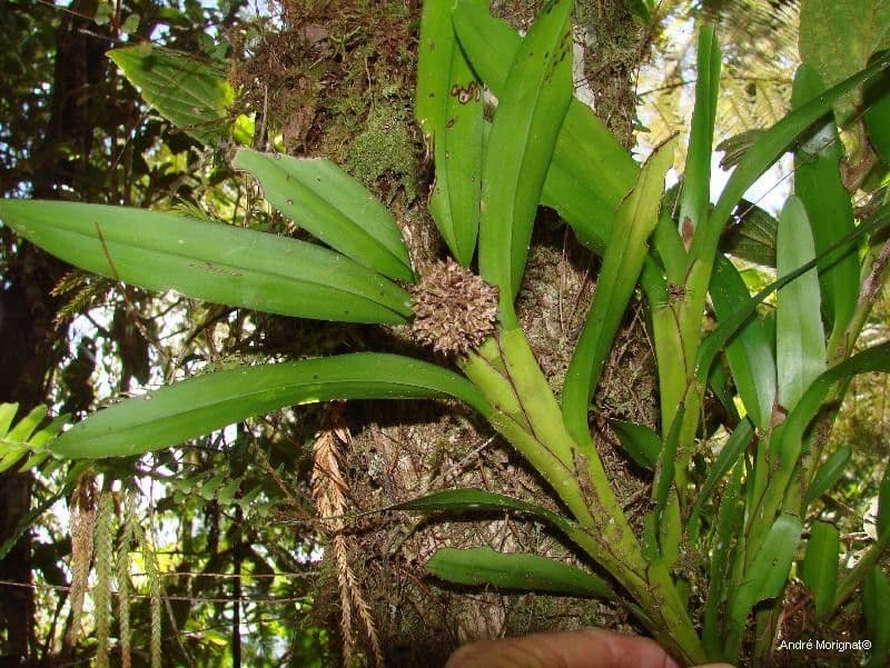 Orchidea