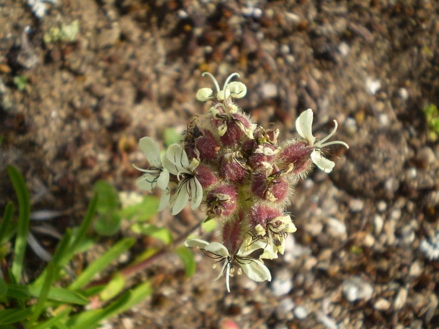Saponaria gialla 6