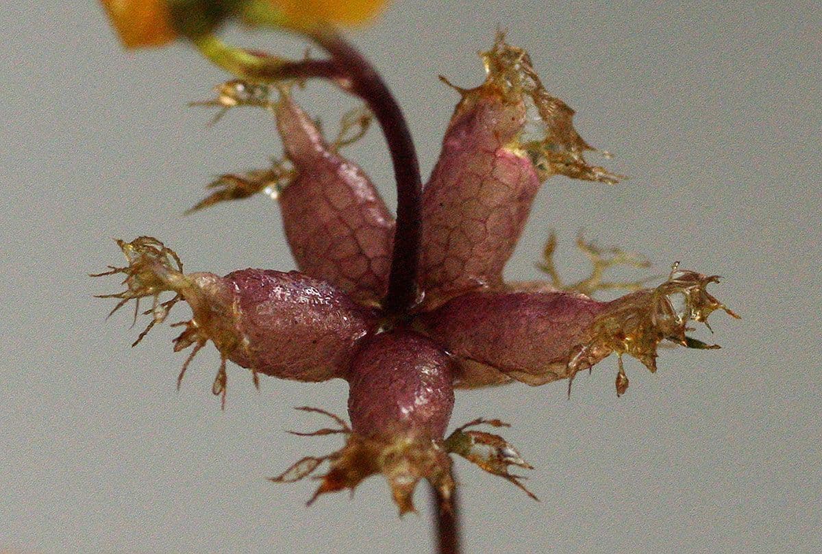 Utricularia foliosa