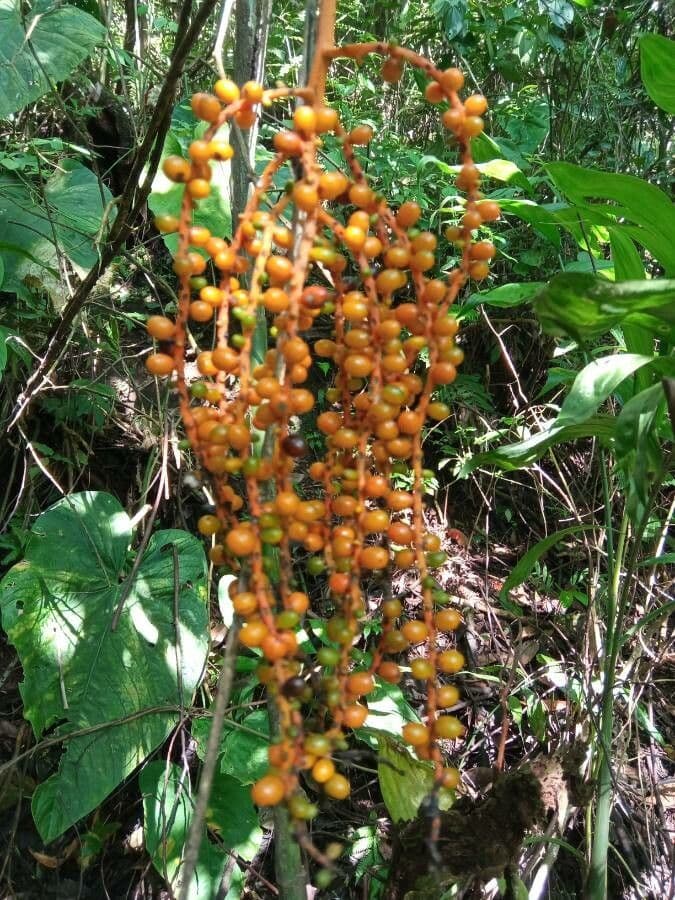 Chamaedorea 5