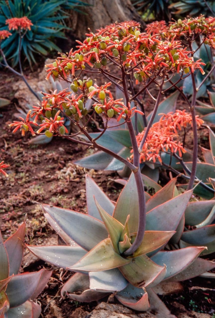 Aloe striata 11
