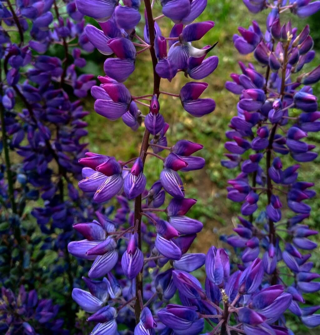 Stauden-Lupine 6
