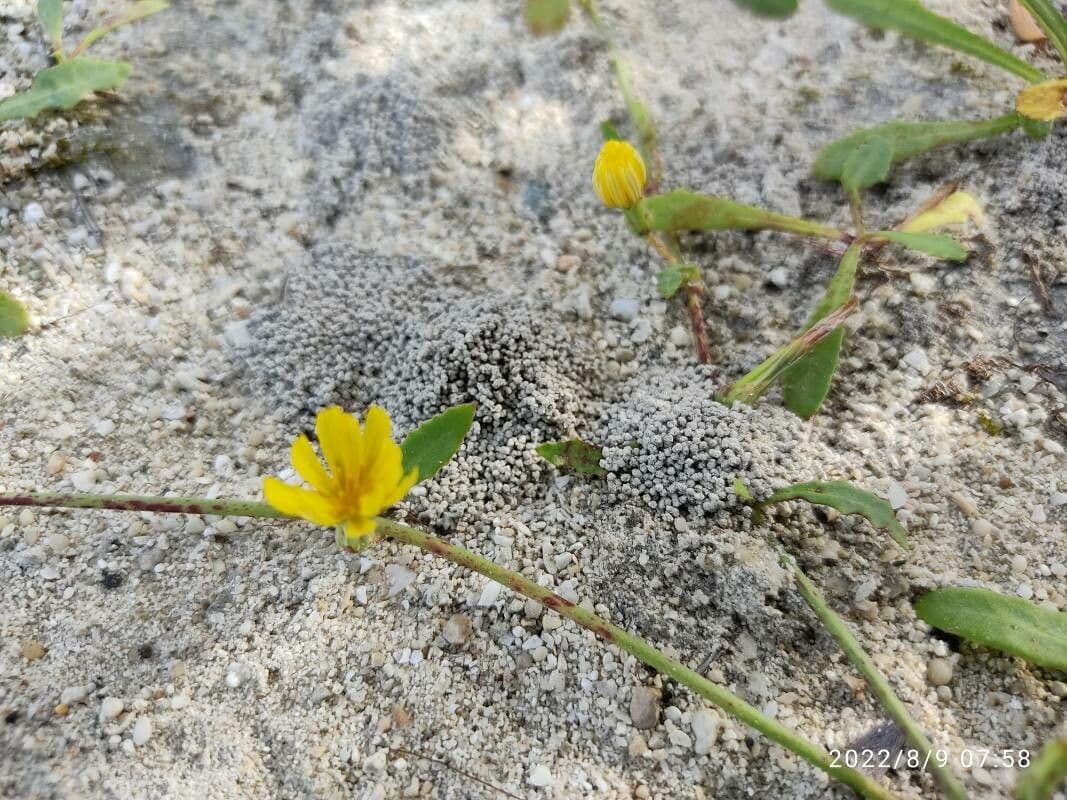 Launaea sarmentosa