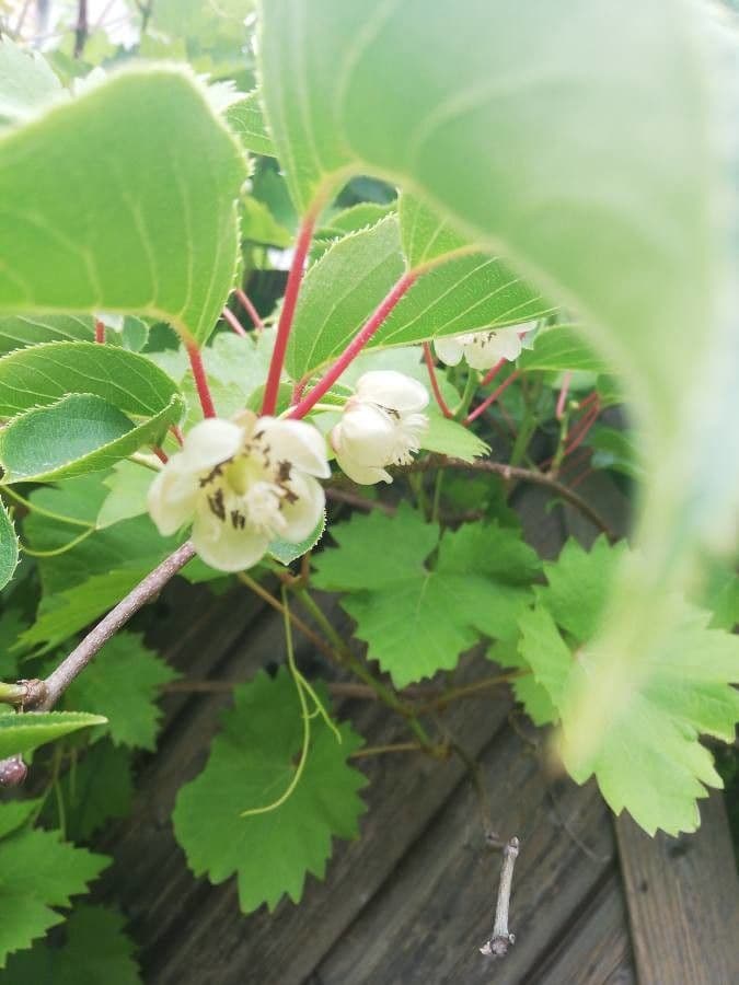 Kiwi arguta 8