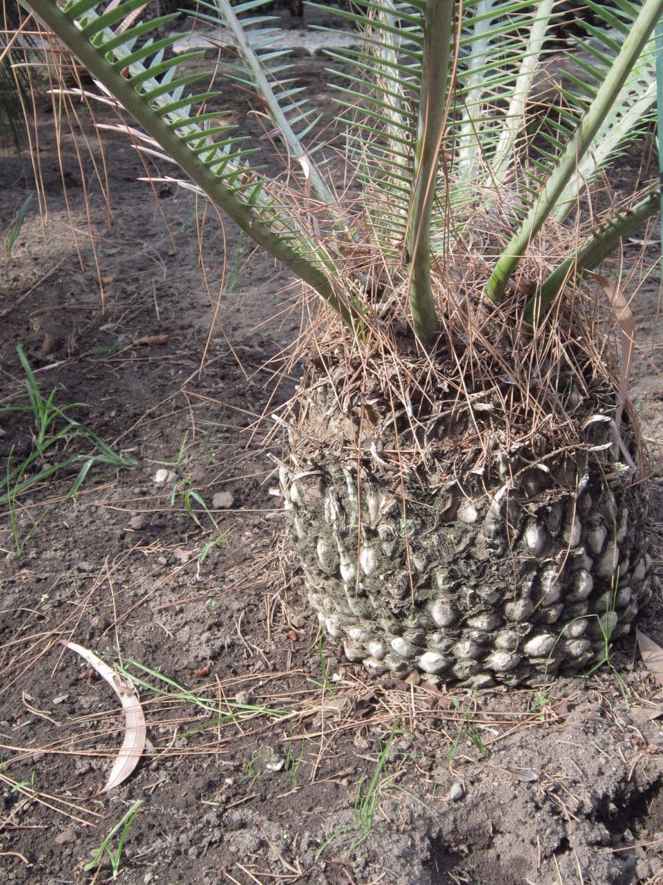 Dioon commestibile 23