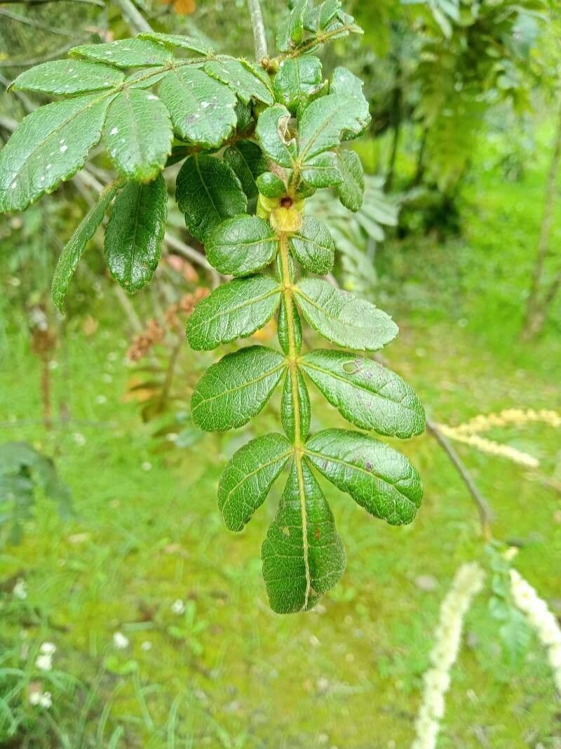 Weinmannia pubescente 3