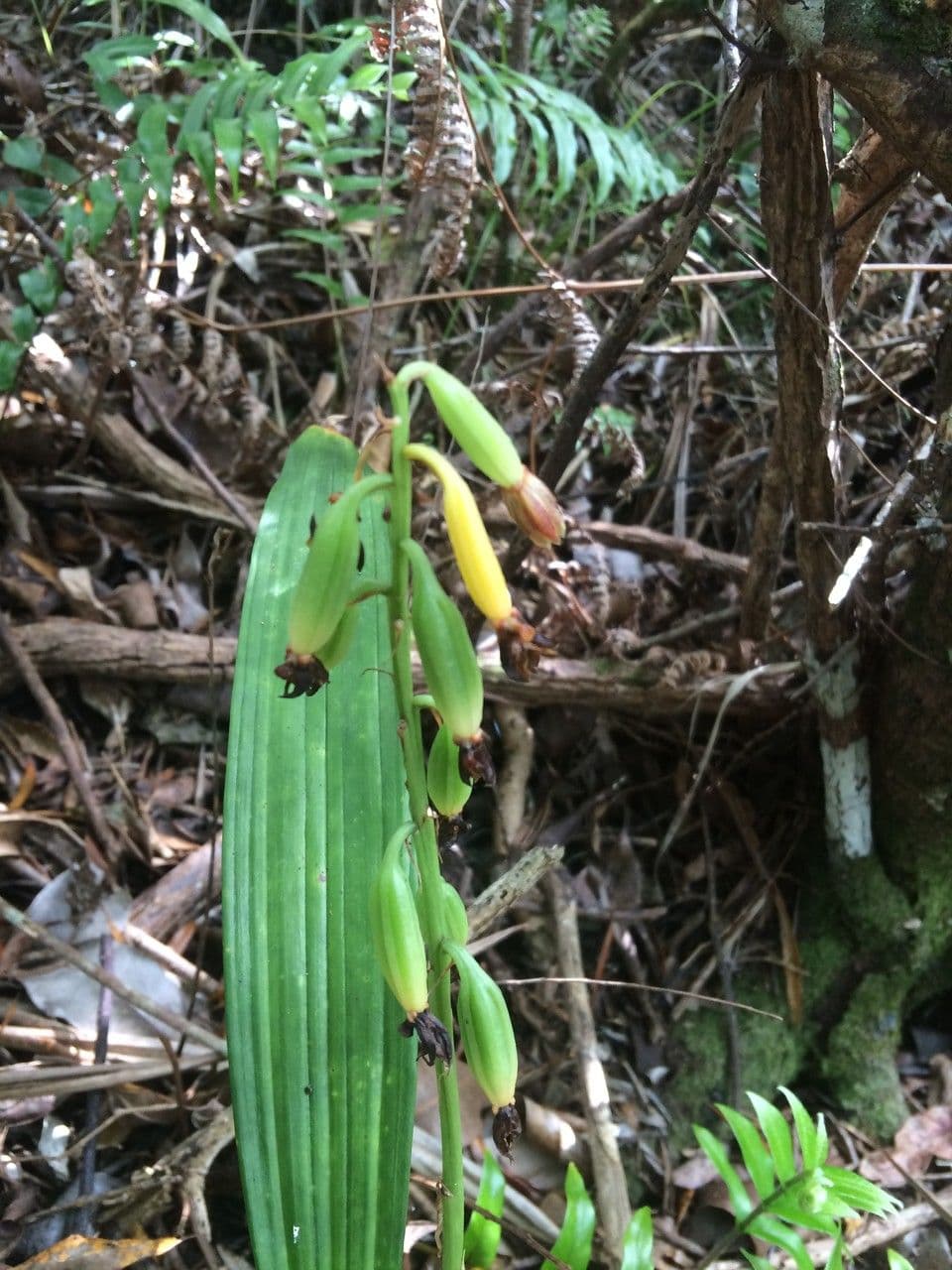 Eulophia