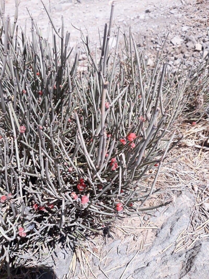 Euphorbia antisyphilitica 6