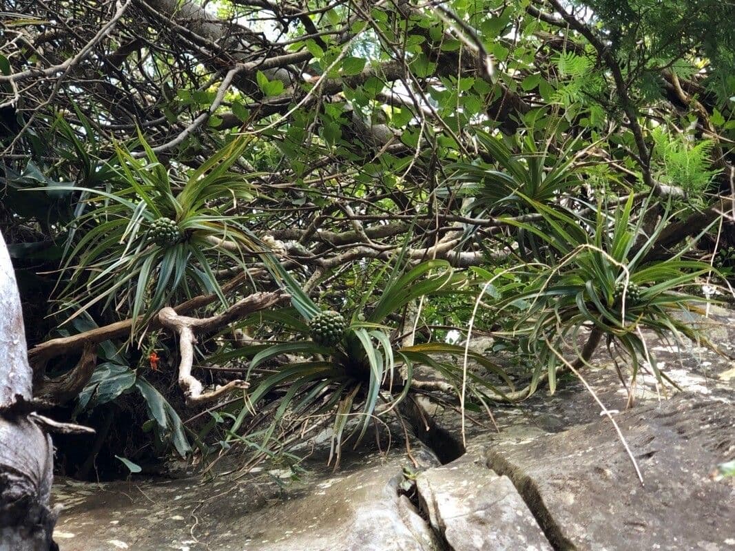 Pandanus 11