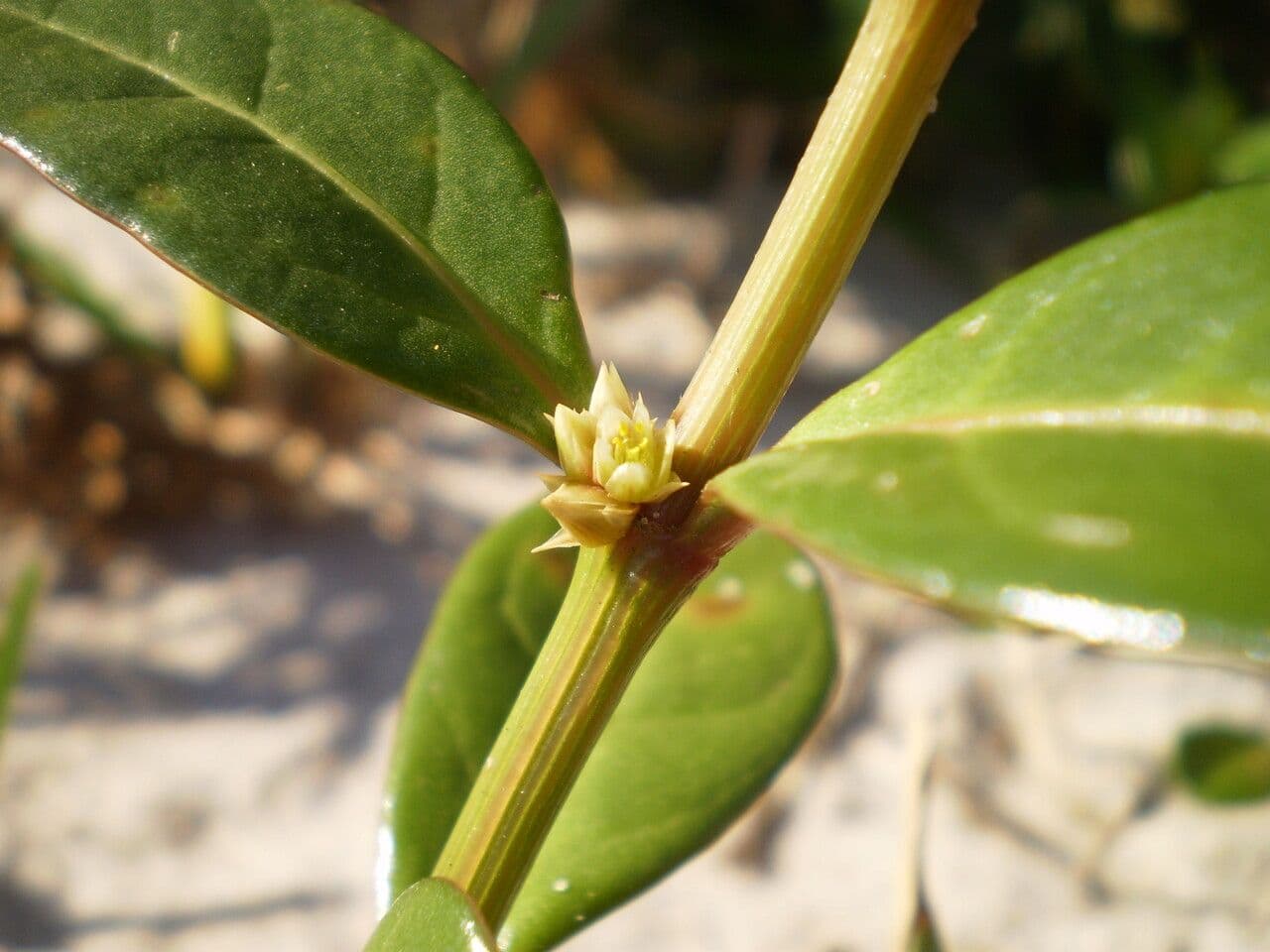 Alternanthera 5