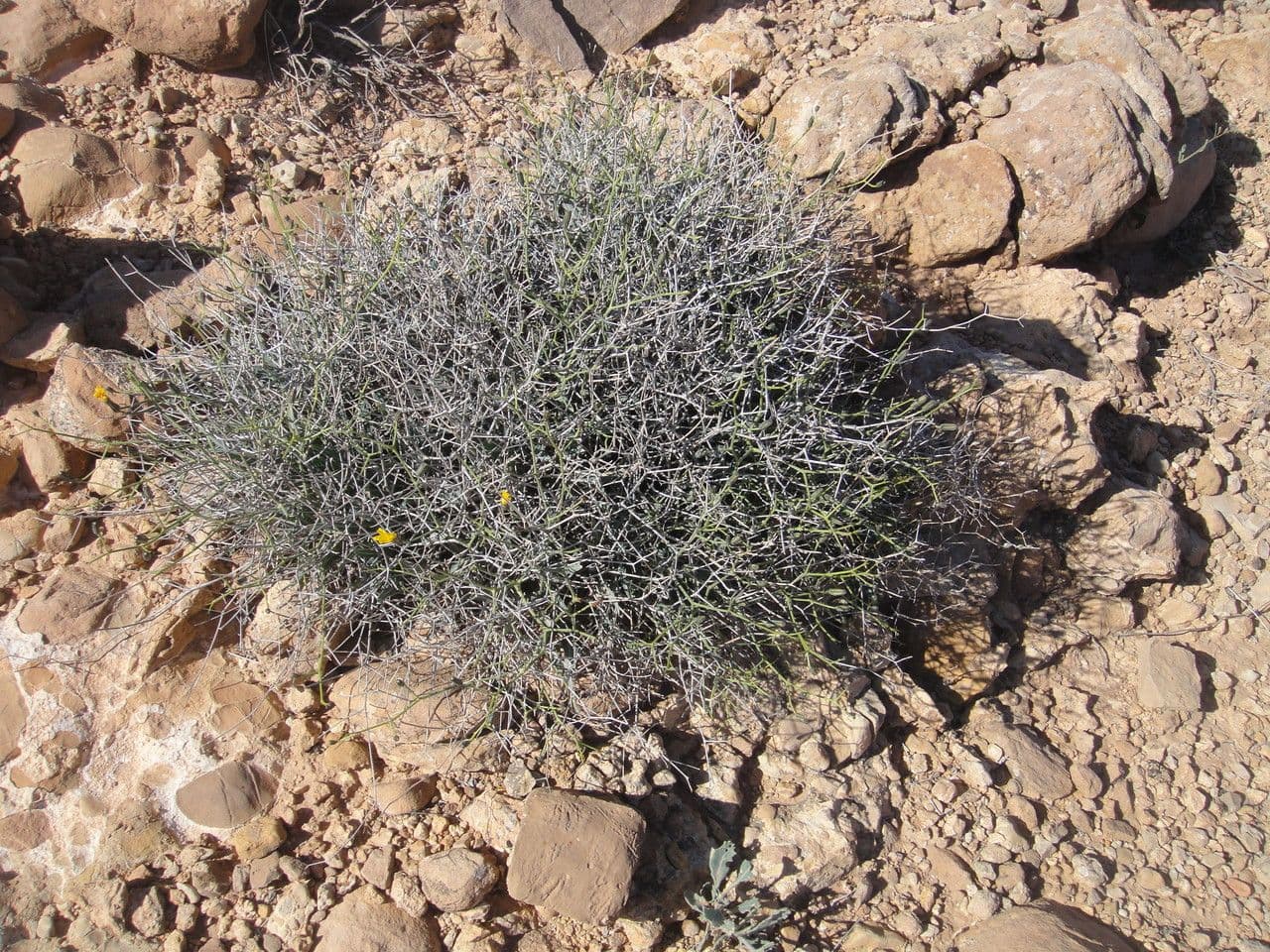 Lattuga lanosa 8