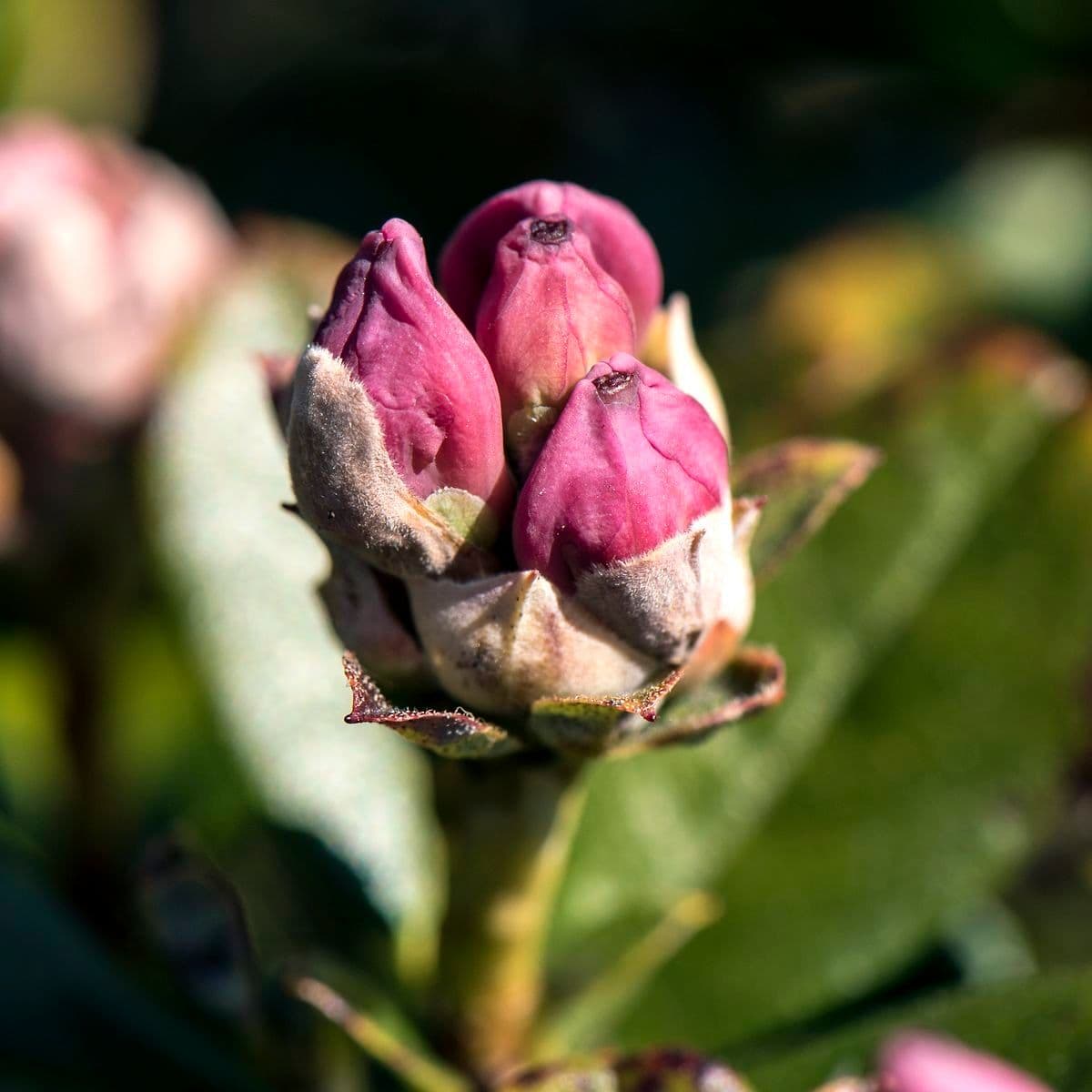 Rododendro 12