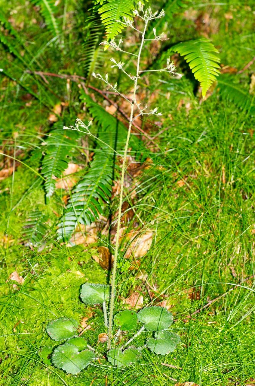 Behaarter Steinbrech 8
