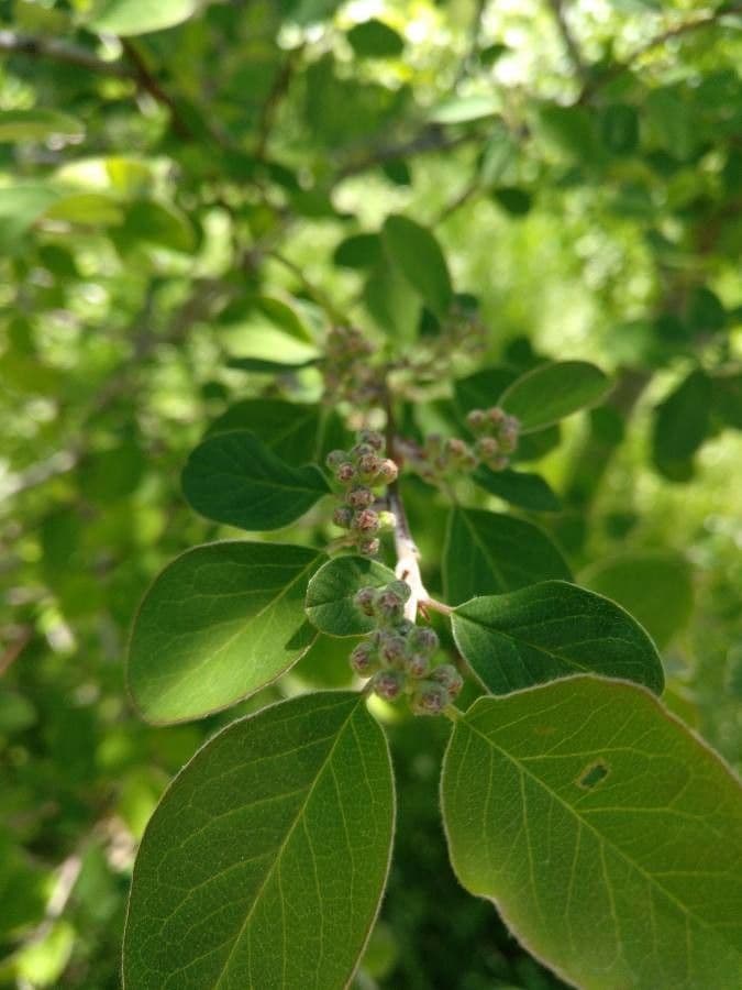 Cotonéaster de Grenade