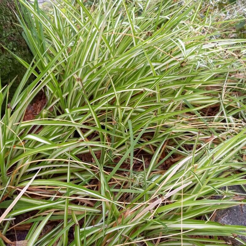 Chlorophytum 10