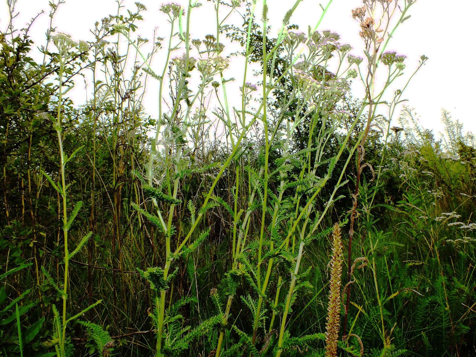 Rebríček obyčajný 7