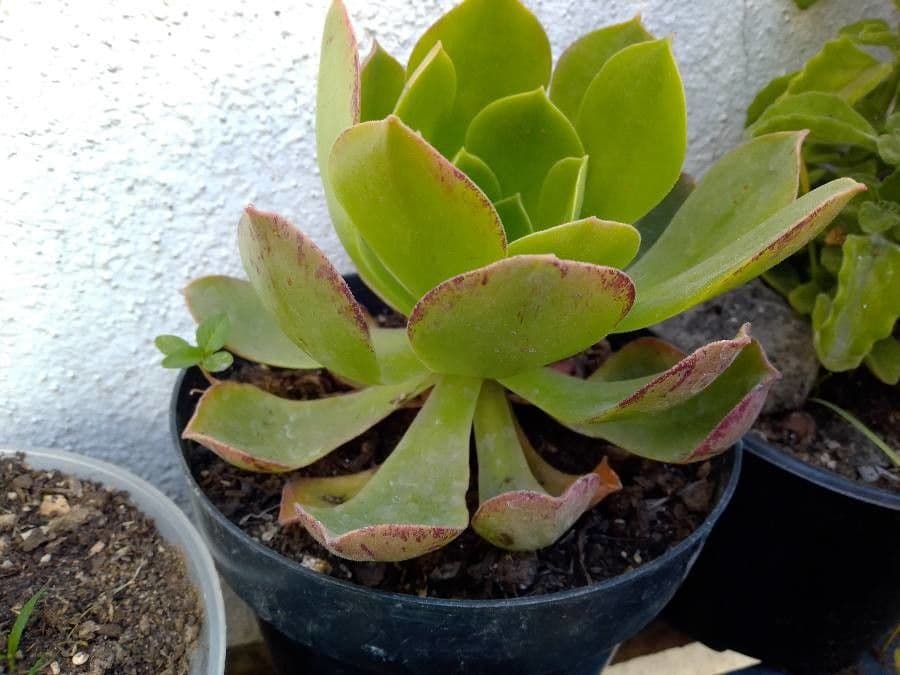 Aeonium 13