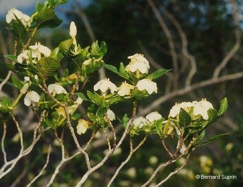 Gardenia 13
