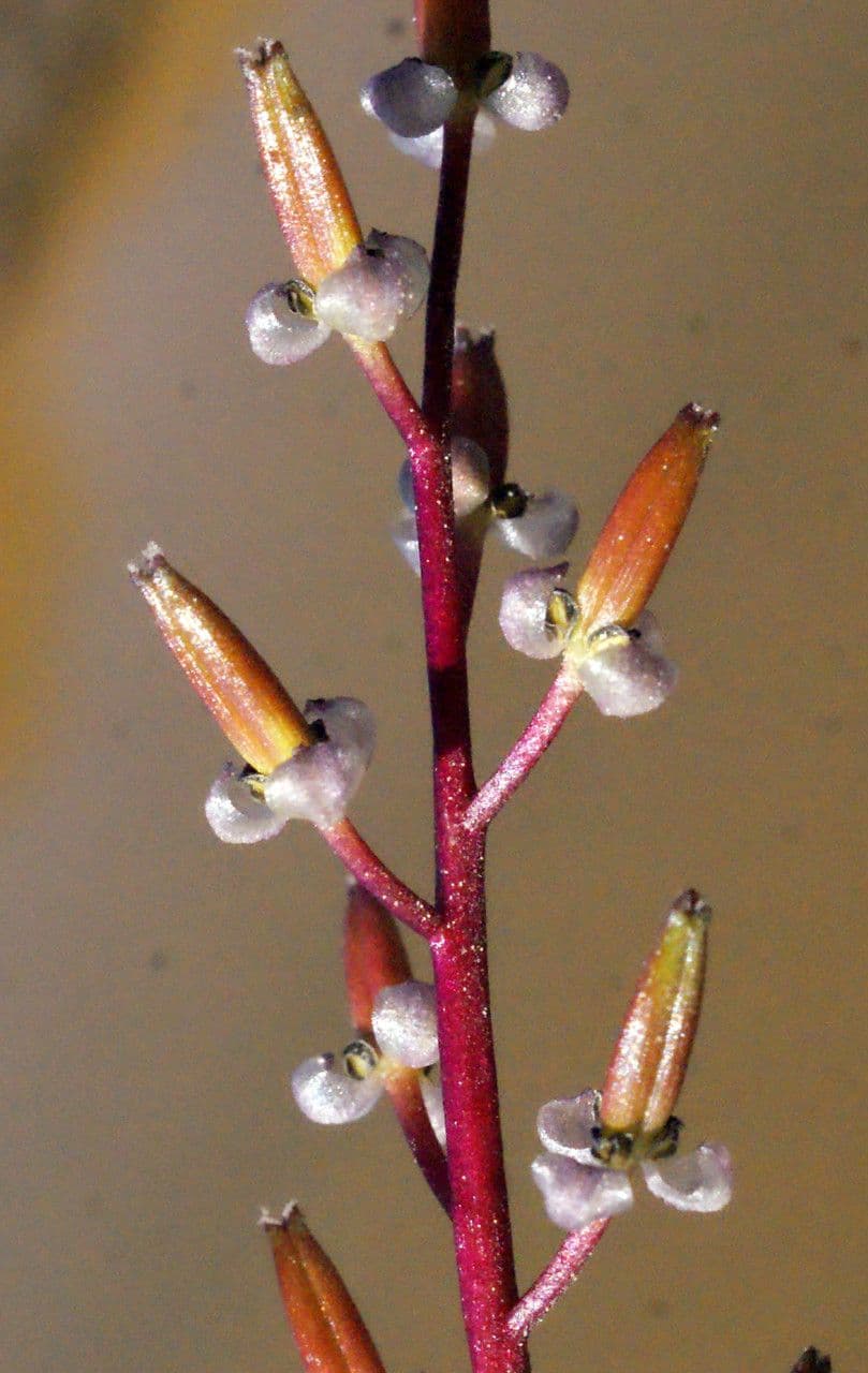 Triglochina bulbosa 10