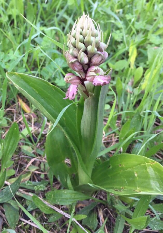 Orchis géant 6
