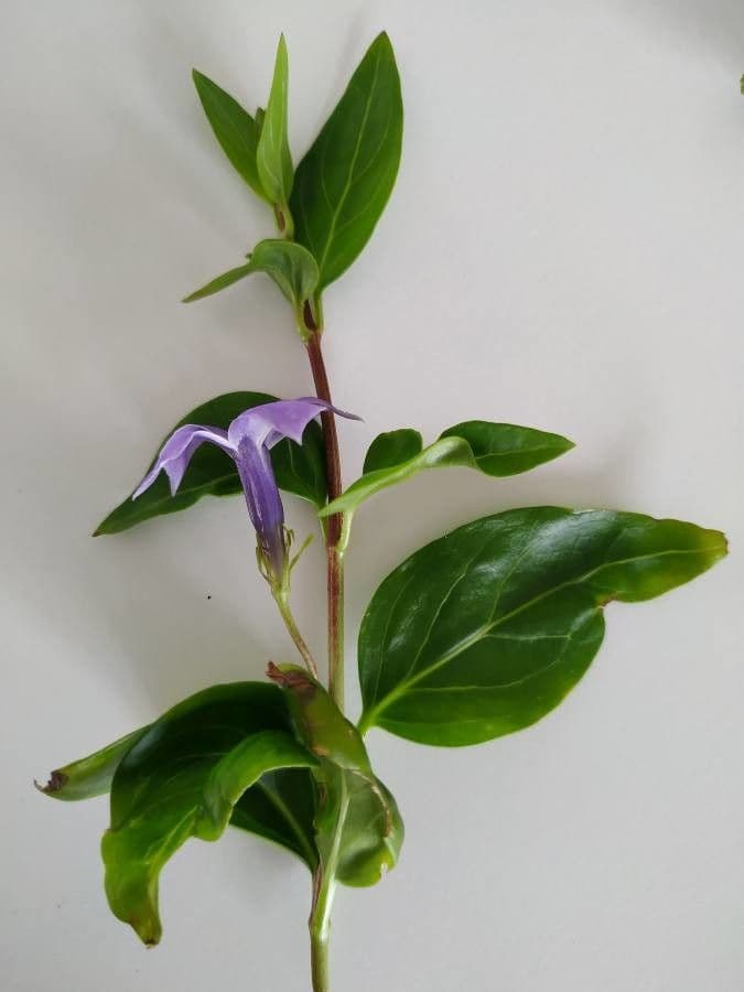 Pervinca maggiore 13