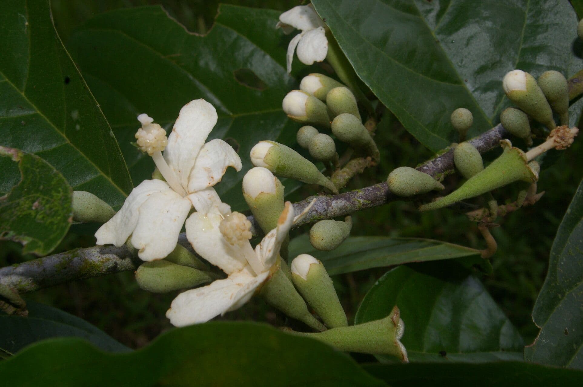 Quararibea 4