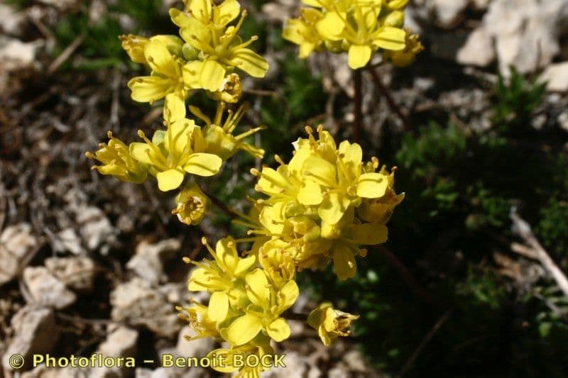 Draba aizoides 24