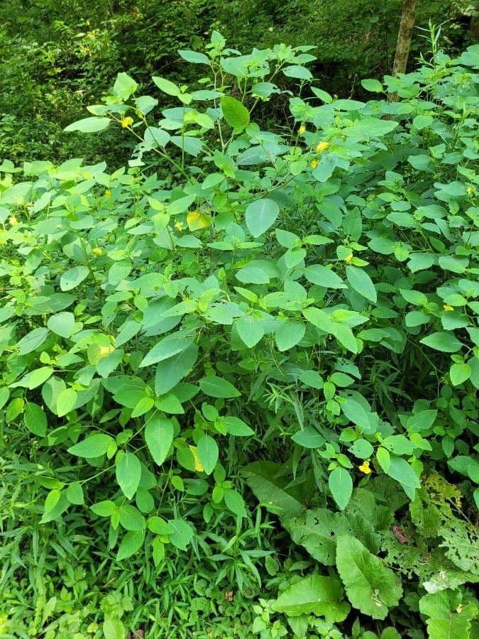 Impatiens pallida 10