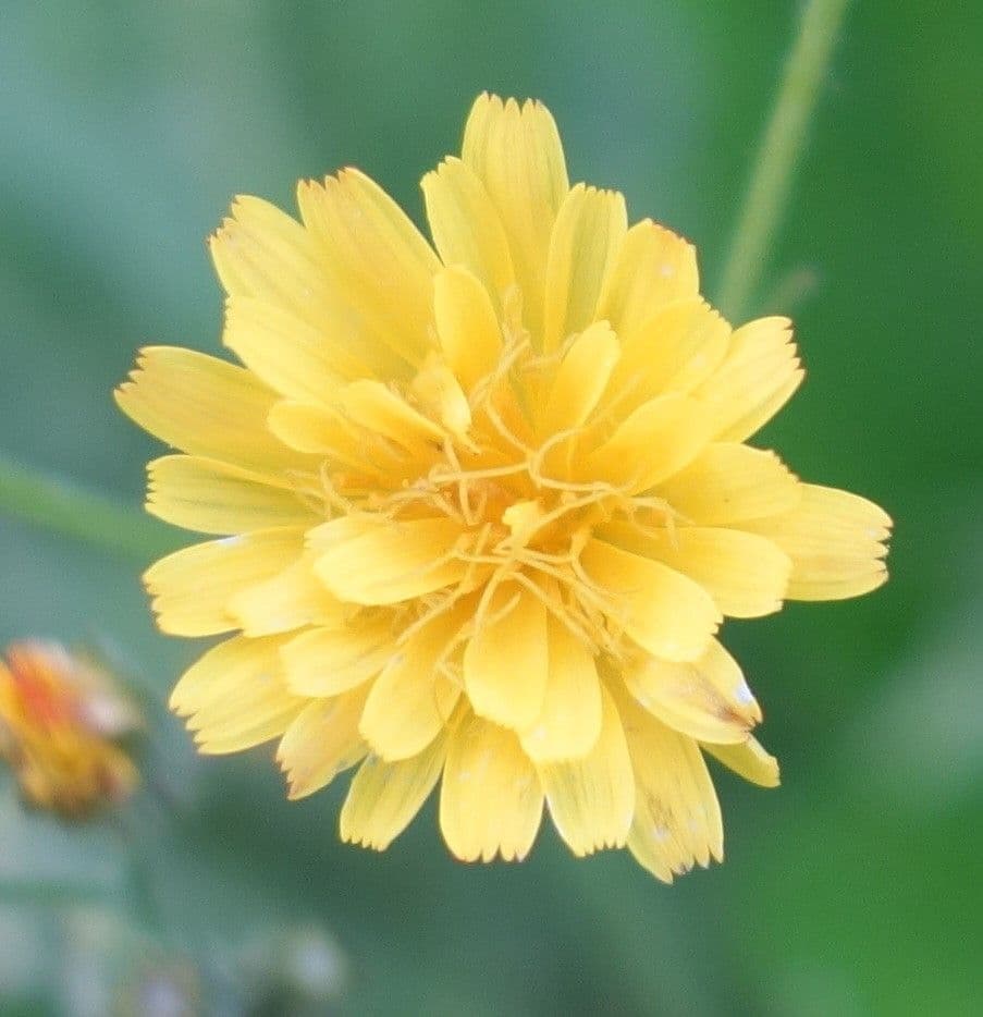 Radicchiella capillare 6