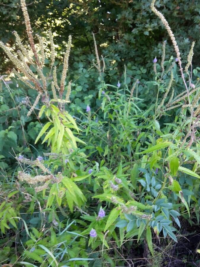 Verónica de hoja larga 13