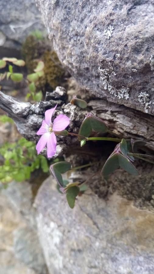 Acetosa viola 5