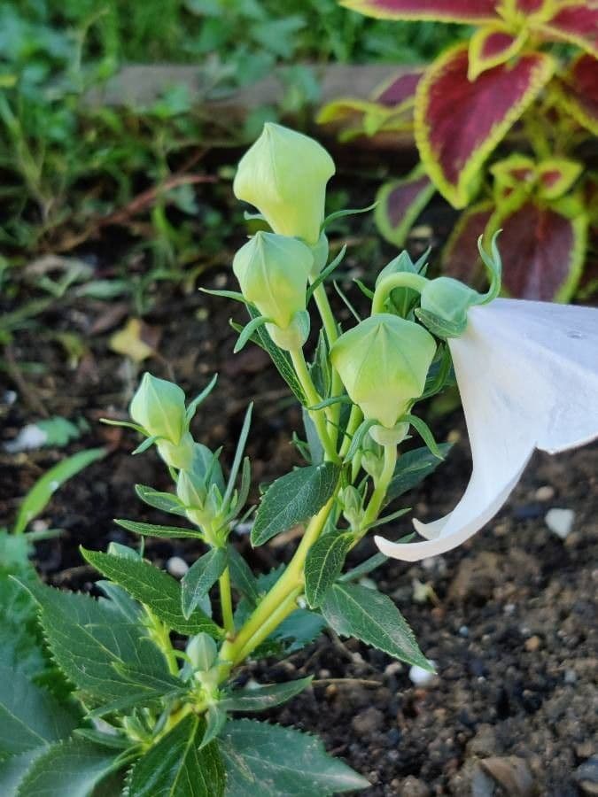 Platycodon à grandes fleurs