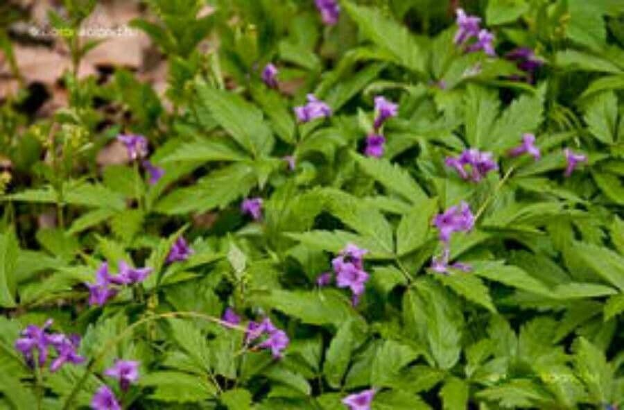 Cardamine 10