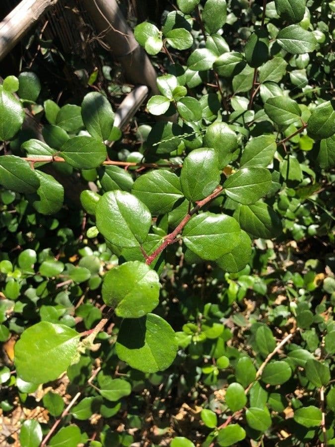 Ribes 9