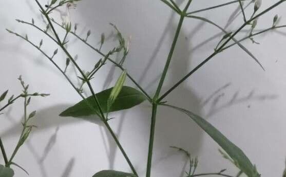 Andrographis paniculata 2