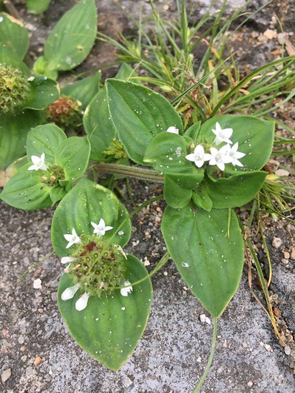Richardia brasiliana 4
