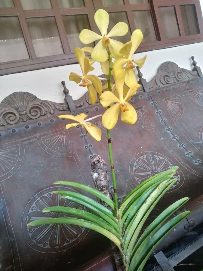 Vanda 8