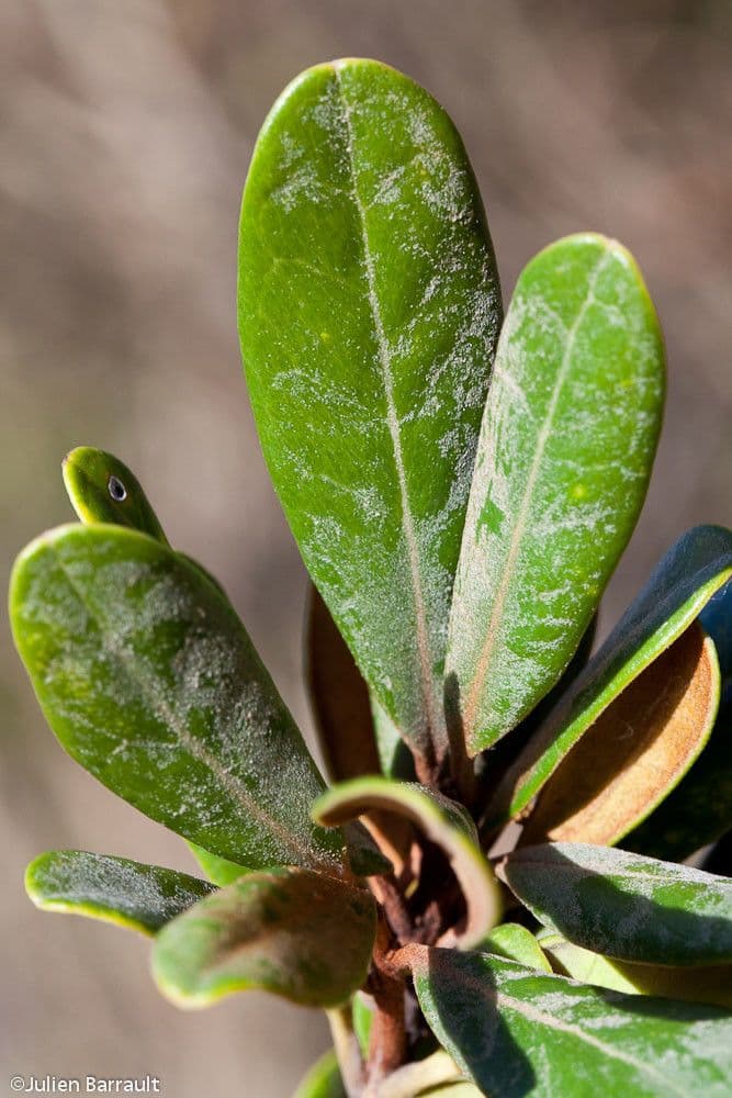 Planchonella 2