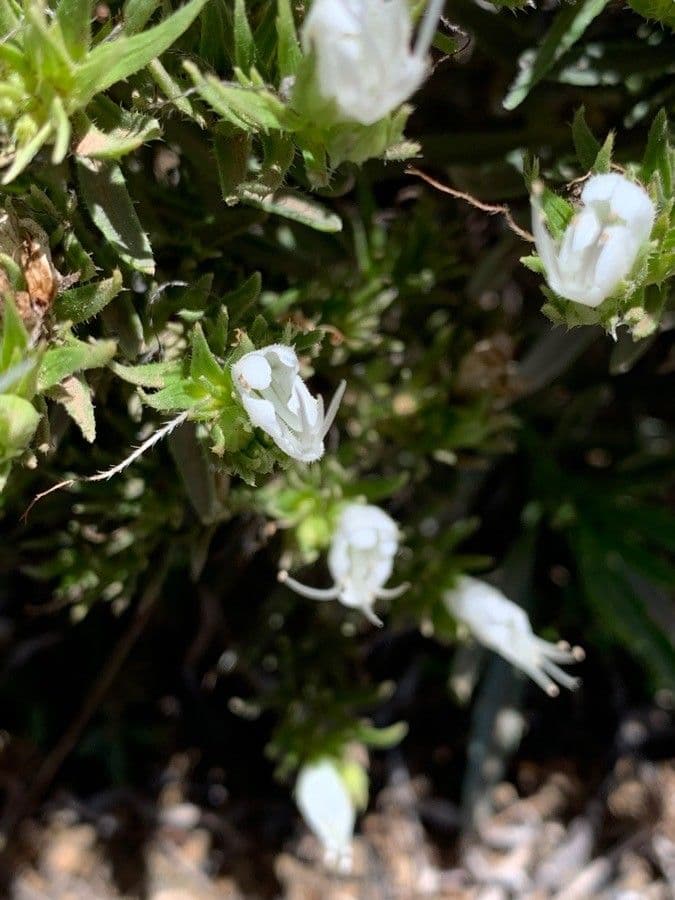 Echium ostny 4