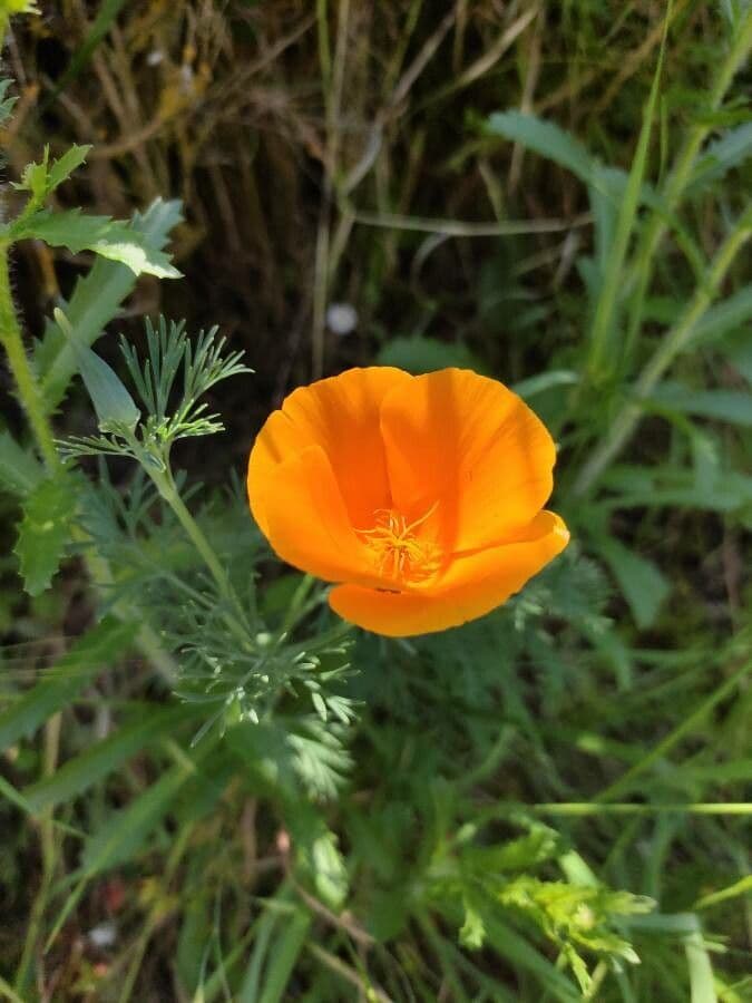 Kalifornischer Mohn 6