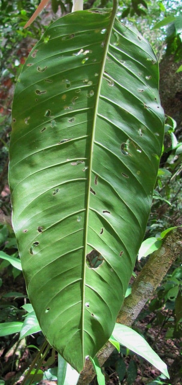 Filodendro 6