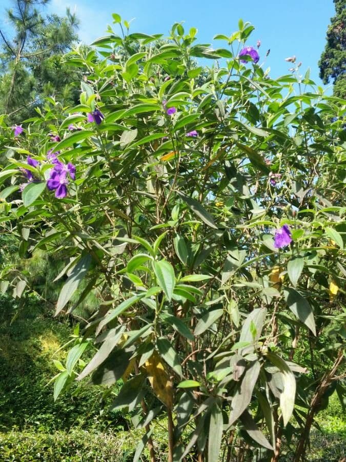 Flor de princesa 12