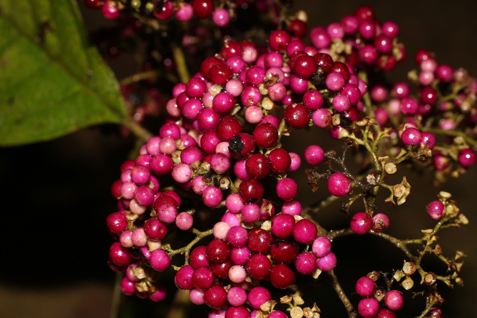 Callicarpa