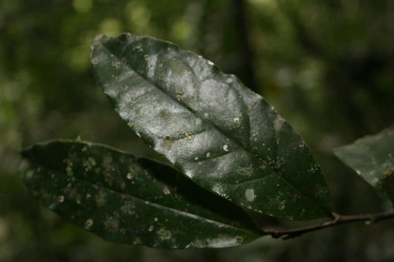 Brunfelsia 2