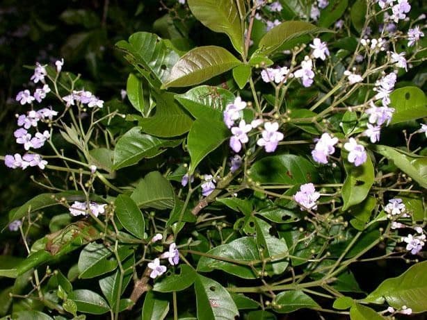 Vitex 11
