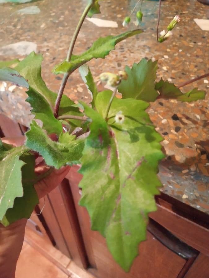 Emilia sonchifolia 16